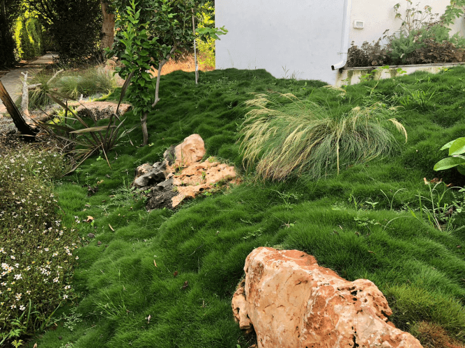 עיצוב גינה 2